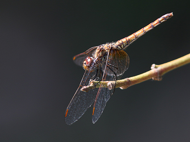 J15B0380 Trithemis annulata female.JPG